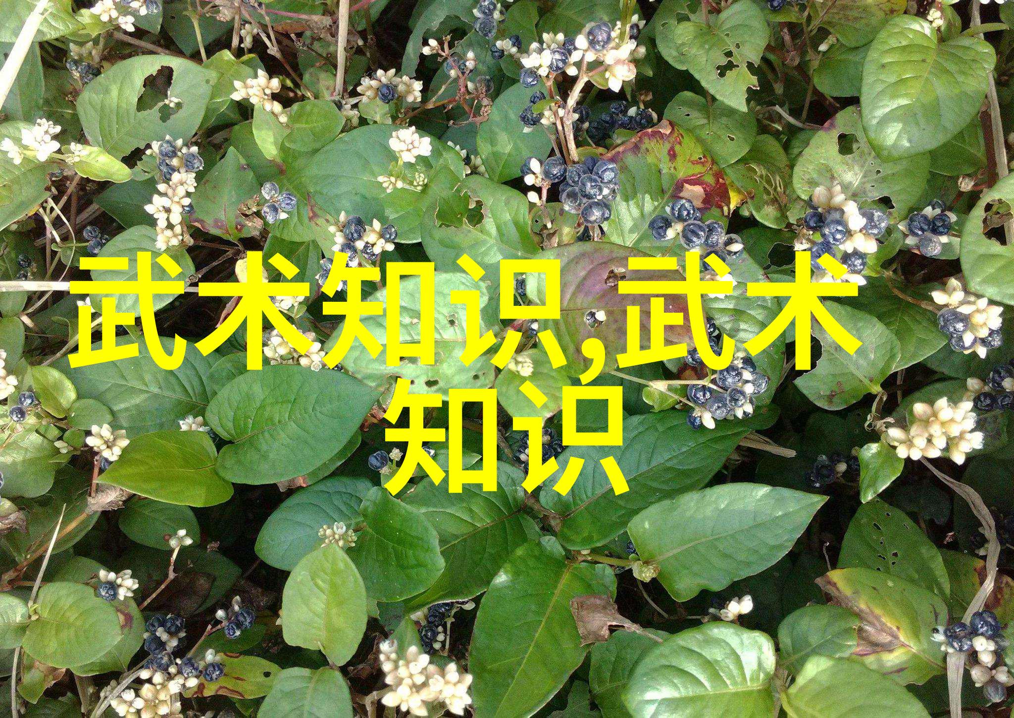 武林秘笈揭秘中国十大武术之巅峰霸主