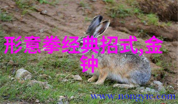 武术技巧解析揭秘拳法中的关键动作是什么