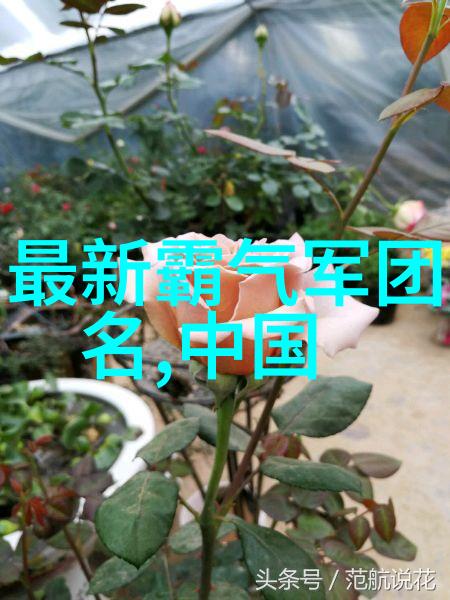 太极风云探秘四十式拳法口令之谜