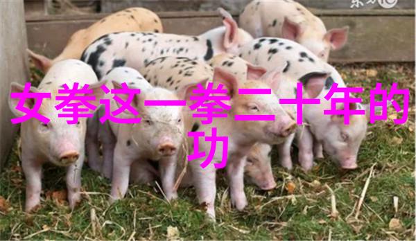体育 - 菲克老虎守护篮球荣耀的传奇队伍