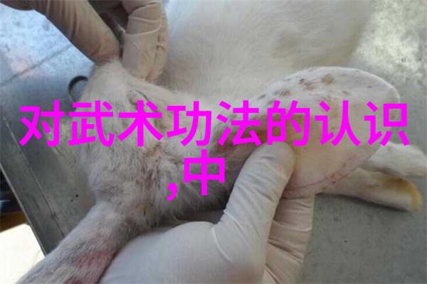 中美体育合作热潮助力国家队冲击新西兰橄榄球联赛