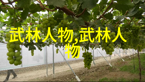 揭秘拳王之路从傻子到掌控者
