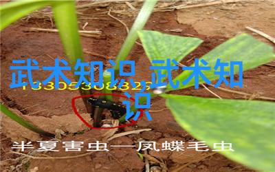 武林有什么门什么派我在江湖中漫步的故事