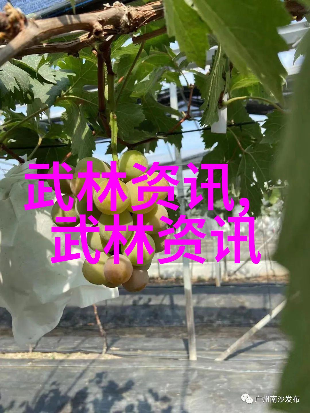 太极拳如同古老的诗篇张全亮讲述四十式太极拳视频带口令引领我们在动态中感受静谧