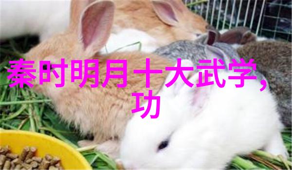 武林门派汇编探秘江湖中各种流派的神秘世界