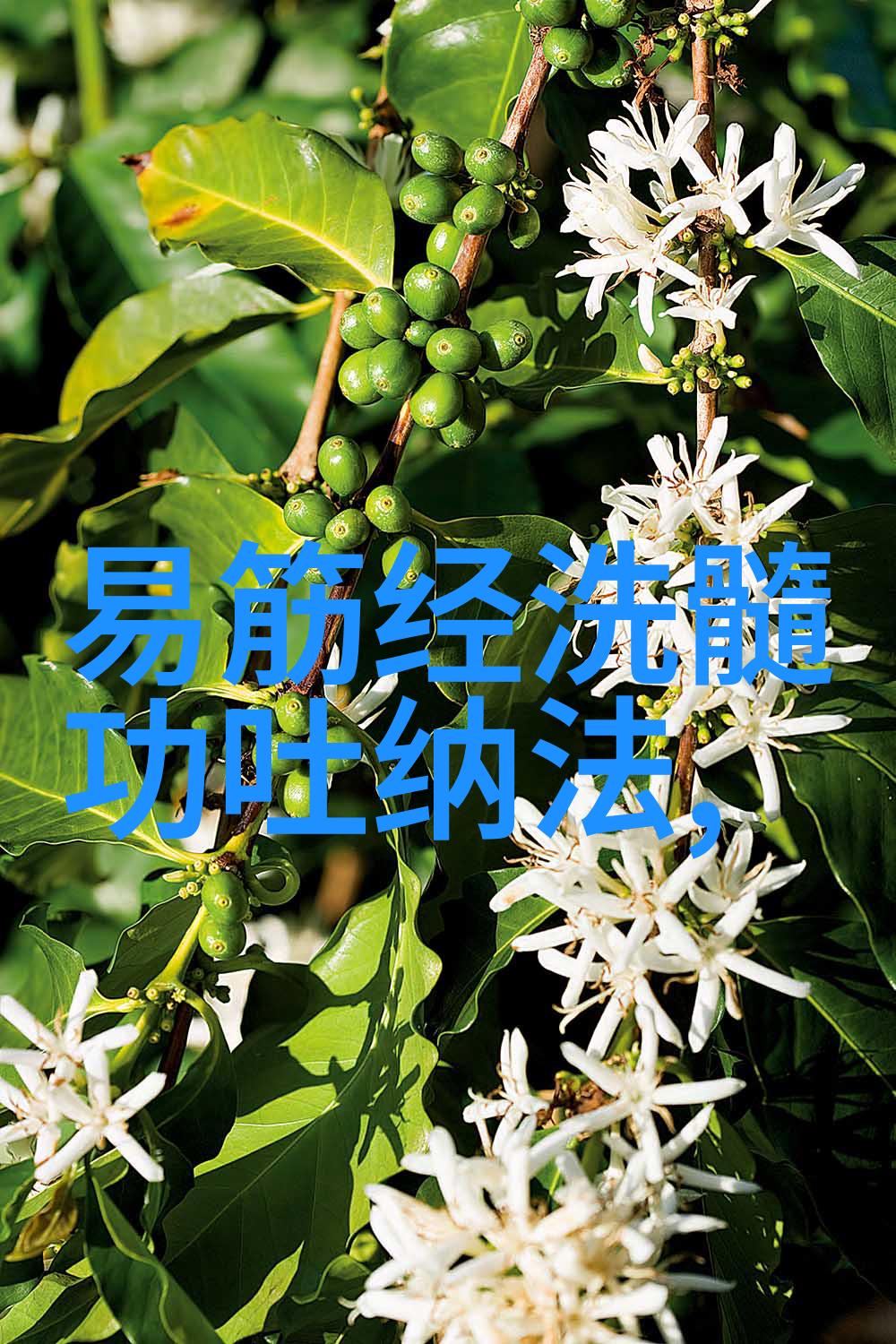 古拳之韵探索中国传统武术的艺术与哲学
