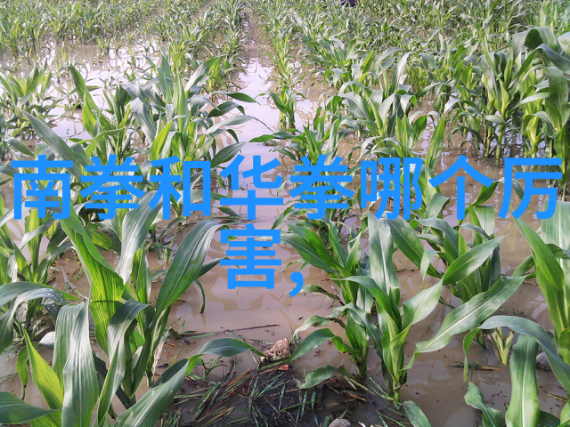 探秘未公开的东方神秘拳法独家揭露