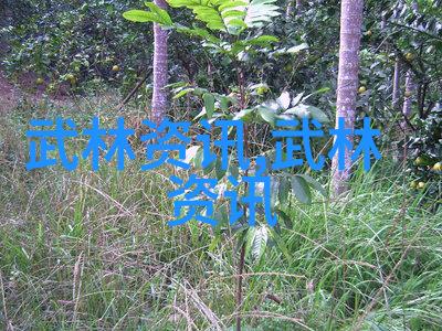 人物绝对力量斜方肌训练的5大动作