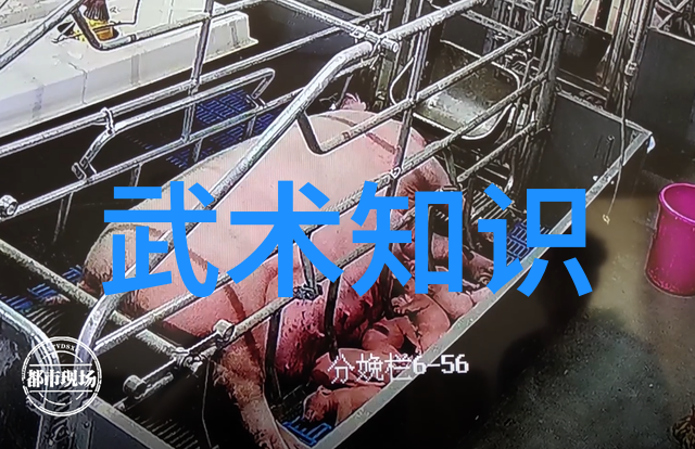 少林三渡武林高手的巅峰之战