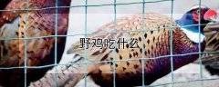 2016年暑期学校武术项目结业
